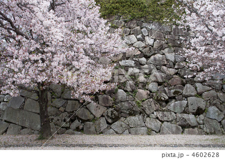 石垣とさくら 4602628