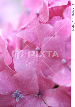 しずくをまとうピンクの紫陽花 4602761