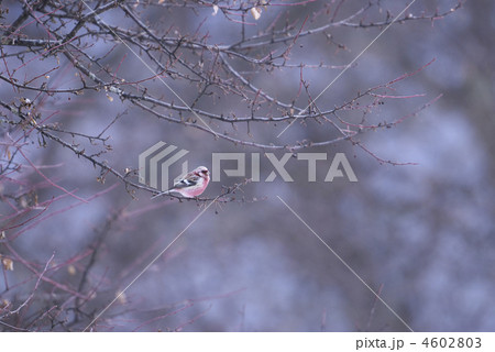 ベニマシコ 4602803