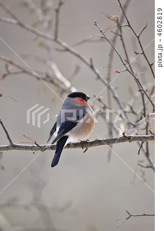 アカウソ アカウソ 4602819