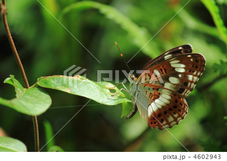 イチモンジチョウ 4602943