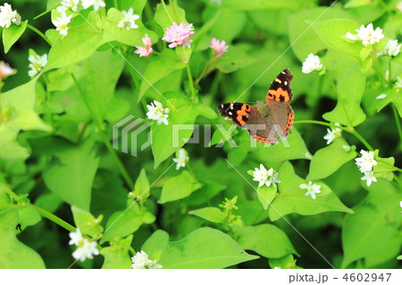 アカタテハ アカタテハ 4602947