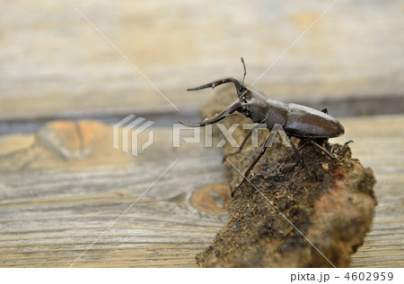 クワガタ クワガタ 4602959