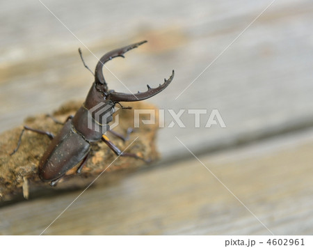 クワガタ 4602961