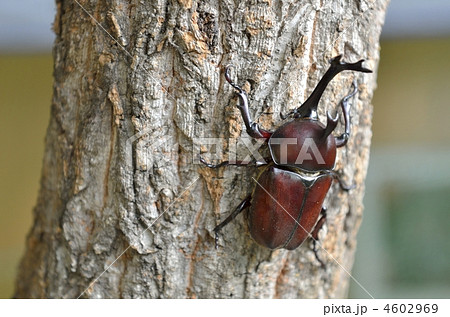 カブトムシ カブトムシ 4602969