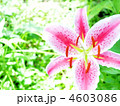リリパークのゆり 4603086