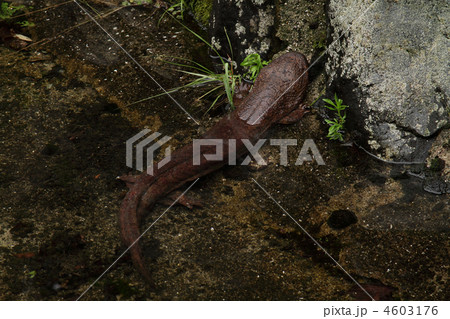 オオサンショウウオ 4603176