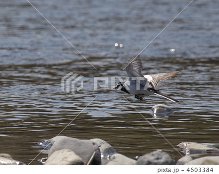 ハクセキレイの飛行 ハクセキレイの飛行 4603384