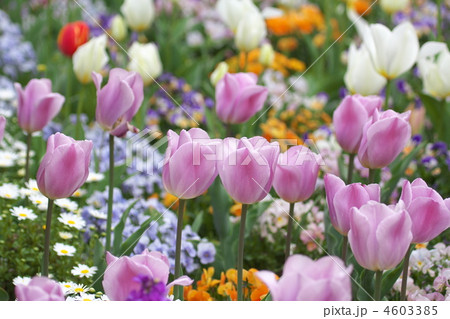 チューリップとお花畑(横) 4603385