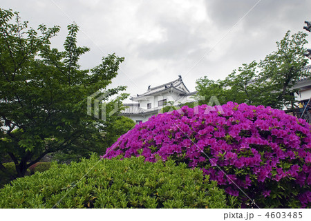 姫路城 西の丸と躑躅 姫路城 西の丸と躑躅 4603485