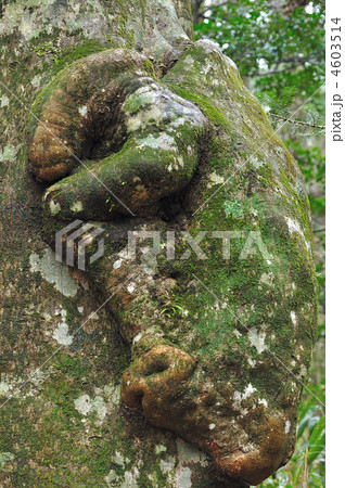 愛知県唯一の山毛欅原生林 4603514