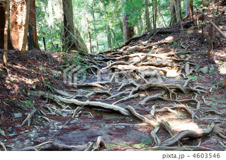 鞍馬　木の根道 4603546