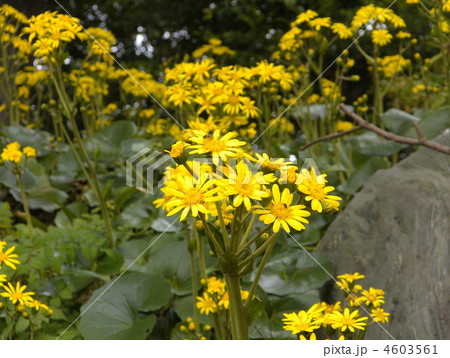 ツワブキ 4603561