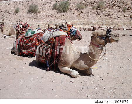 ペトラ遺跡 4603677