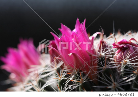 キンシャチ 4603731