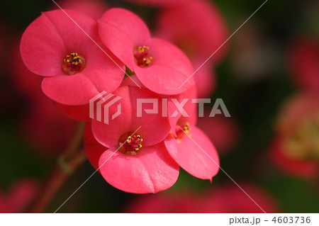 ハナキリン 4603736