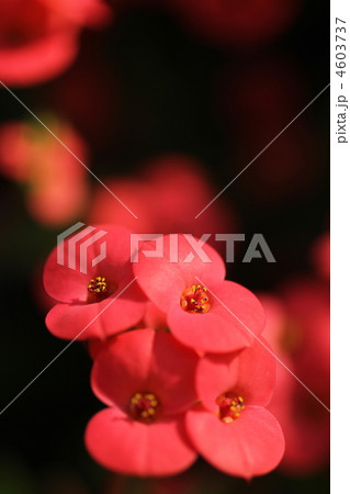 ハナキリン 4603737