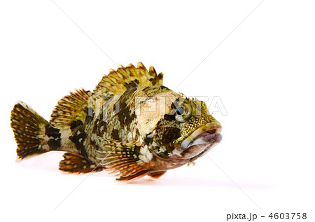 scorpion fish, カサゴ 4603758