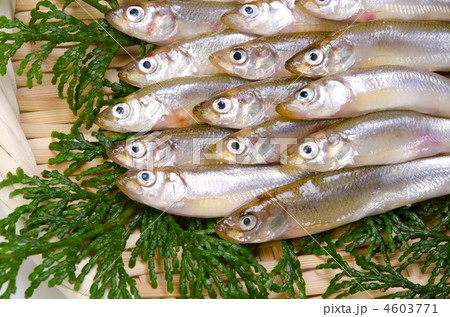 smelt, ワカサギ smelt, ワカサギ 4603771