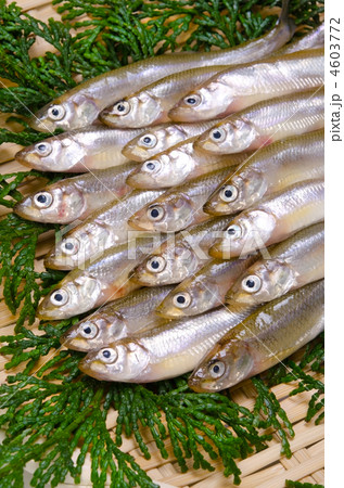 smelt, ワカサギ smelt, ワカサギ 4603772