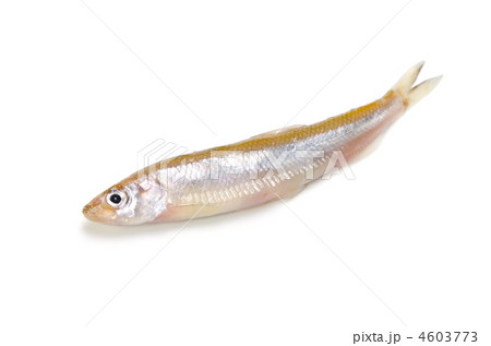 smelt, ワカサギ smelt, ワカサギ 4603773