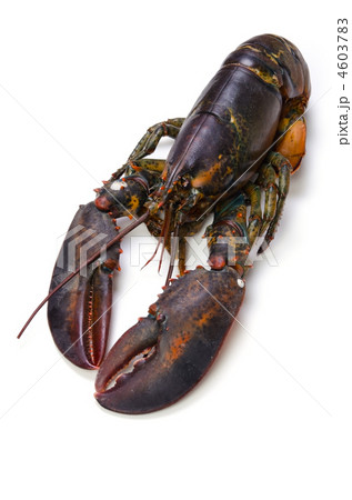 Lobster アメリカンロブスターの写真素材