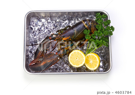 lobster, アメリカンロブスター 4603784