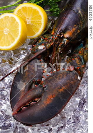 lobster, アメリカンロブスター 4603786
