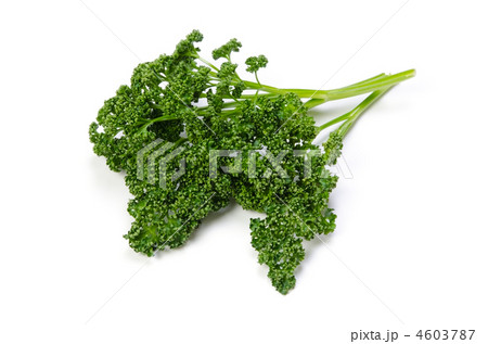 curly parsley, パセリ 4603787