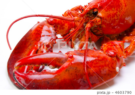 lobster, アメリカンロブスター 4603790