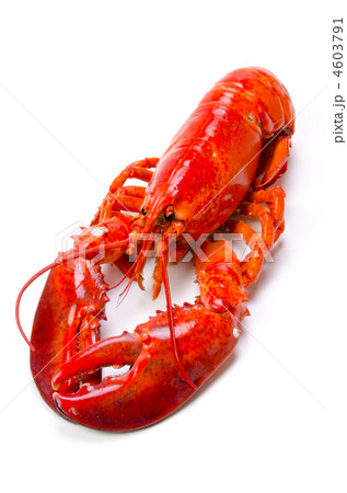 Lobster アメリカンロブスターの写真素材