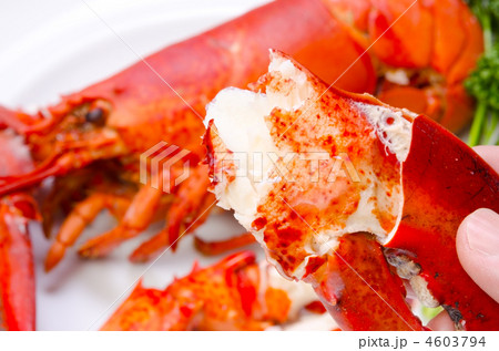 lobster, アメリカンロブスター 4603794