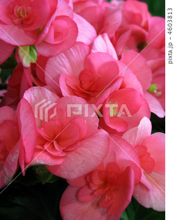 エラチオールベゴニア（ネッチャ） 4603813