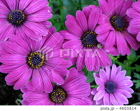 オステオスペルマム（セレニティダークパープル） 4603814