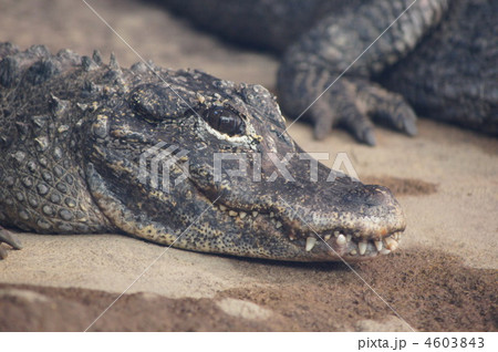 ヨウスコウワニ 4603843