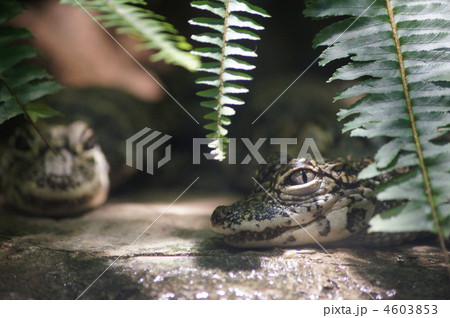 ヨウスコウワニ　赤ちゃん 4603853