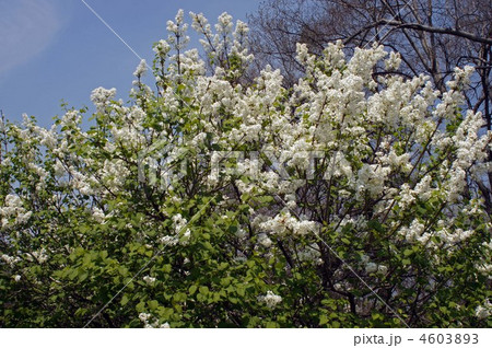 白いライラックの花 4603893