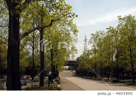 新緑のユリノキの並木 新緑のユリノキの並木 4603900