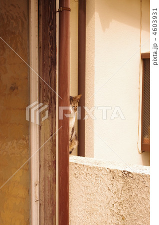 家政婦は見た（猫） 4603931
