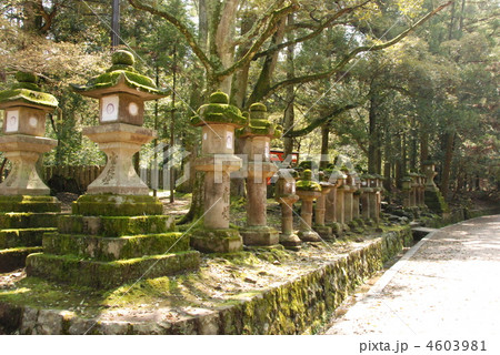 道端に並ぶ「石灯籠」（春日大社／奈良県奈良市春日野町）の写真素材 [4603981] - PIXTA