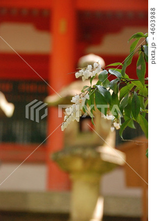 ドウダンツツジと石灯籠(春日大社/奈良県奈良市春日野町) ドウダンツツジと石灯籠(春日大社/奈良県奈良市春日野町) 4603988