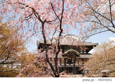桜・東大寺の大仏殿(奈良県奈良市) 桜・東大寺の大仏殿(奈良県奈良市) 4604001