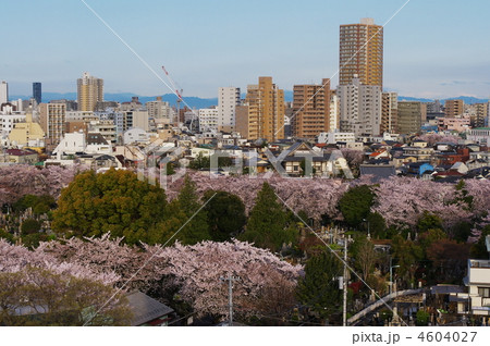 染井霊園 4604027