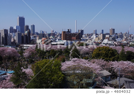 駒込の桜 4604032