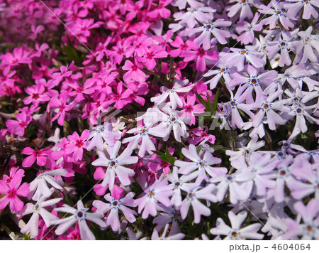芝桜 4604064