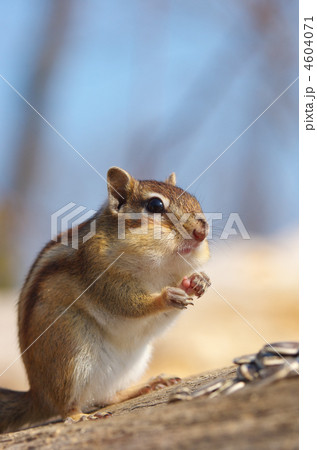 エゾシマリス エゾシマリス 4604071