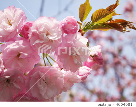 八重桜 4604081