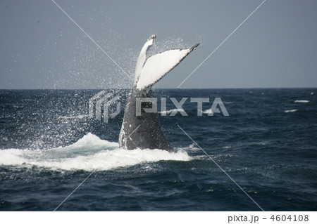 ザトウクジラのテイルスラップ（背中側が上）1 4604108