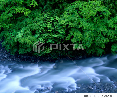 新緑の渓流 4608581