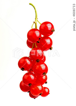 Red currant 4608733